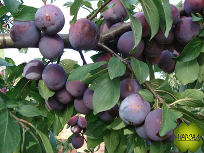 Слива "Ренклод Советский" (среднеспелая, сочная и сладкая) саженец 2 года