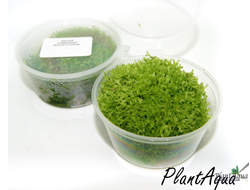Риччия плавающая (Riccia fluitans)