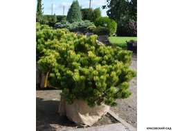 Сосна горная Карстенс Винтерголд - Carsten`s Wintergold