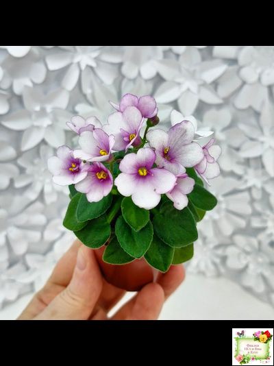 ЛЕ-Колибри (Е. Лебецкая) (3 листа посажены в 1 стак. 20.10.25)