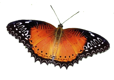 Салют из 3 бабочек