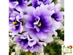 Р-Дурман (В. Зуб) 2020 г.