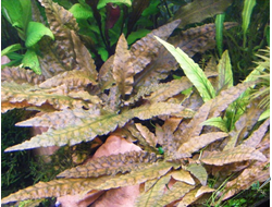 Криптокорина Тропика (пластиковый горшок)