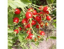 Томат Преподобный Майкл Кейес (Reverend Michael Keyes)