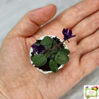 Hunter's Black Talon (K. Muzalewski)