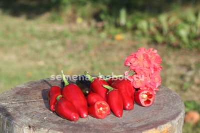 Перец острый Хабанеро пурпурный, 10 шт.