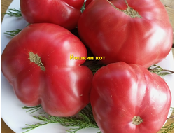 Томат Йошкин кот