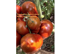 Томат Черный из Аризкурена (Negro de Aritzkuren)