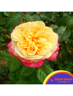 Юбилей Кордес (Kordes Jubilee)