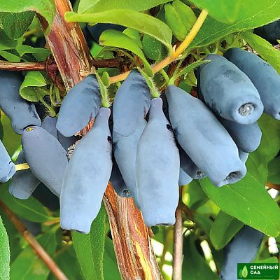 Жимолость "Лавина"