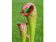 Sarracenia Excellens