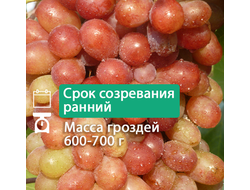 Николь