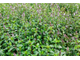 Мята перечная (Mentha piperita) Иран, 5 мл - 100% натуральное эфирное масло
