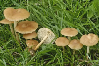 Негниючник, Марасмус, Опенок луговой