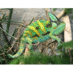 Хамелеон йеменский, или шлемоносный