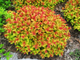 Голдфлейм спирея японская(Spiraea japonica Goldflame)(20-40/3л)