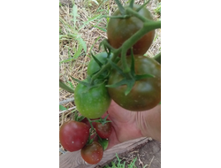 Томат Маленькое черное сердце