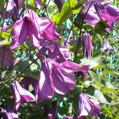 Клематис Память Сердца, (Pamiat Serdtsa)  ОКС