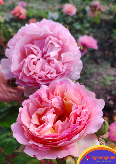 Принцесса Шарлен де Монако (Princesse Charlene De Monaco)