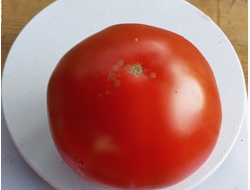 Томат Яблочный Липецкий