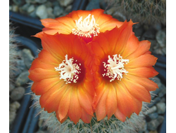 Parodia microsperma VG-1346  (D=30-35мм)