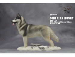 Сибирская хаски (серая) - Коллекционная ФИГУРКА 1/6 scale Husky (QYC003D) - QuanYingCun