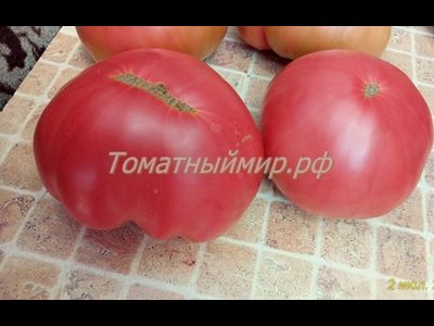 Томат Силезская малина (Schlesische Himbeere), Германия