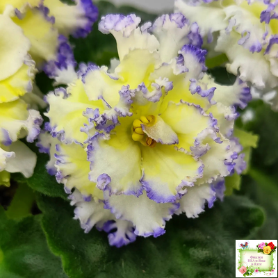 ЛЕ-Золото Нибелунгов (Е. Лебецкая) 2017 г.