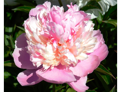 Пион Raspberry Sundae (Распберри Сандей)