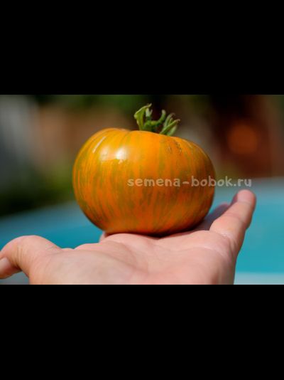 Томат Jipaulia (Джипаулия), 10 шт
