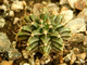 Gymnocalycium mihanovichii GN 1092 (D=25-30 mm)