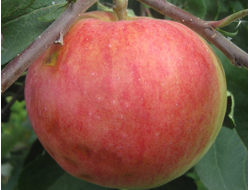 Фрегат (яблоня)