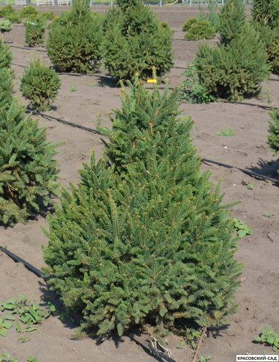 Ель обыкновенная Купрессина - Cupressina