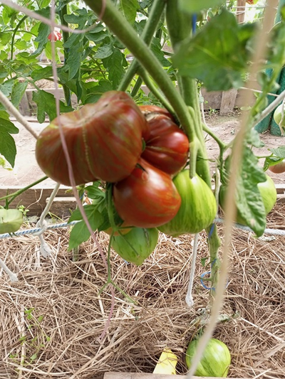 Томат Беркли Тай дай хаат (Berkeley Tie Dye Heart , USA)