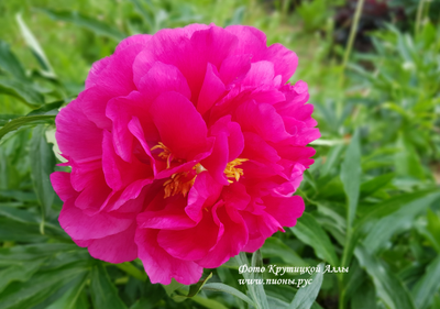 Пион Coral Fay (Корал Фей)