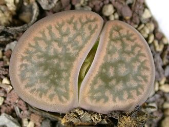 Lithops hookeri v.marginata C137 (MG-1616.54) - 10 семян