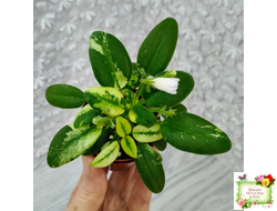 ГЕА-Я Подарю Вам Ландыши химера по листу трейлер