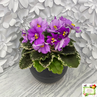 Sky Jems (Johnson) (лист посажен 29.01.26)