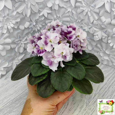 Mac's Southern Springtime (G.McDonald) (лист посажен 29.01.26)