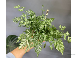 Птерис, асплениум, птицериум и другие папоротники