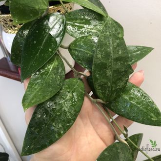 Hoya sp. RHM 14-1