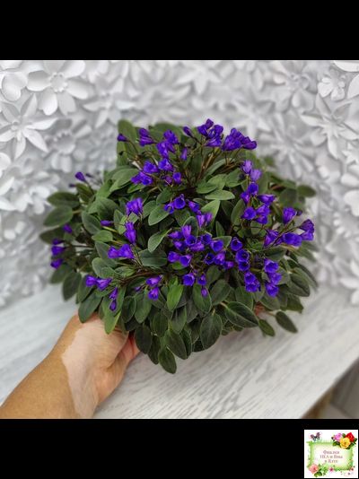 Vallarta Campanas Moradas (G.Beck) трейлер