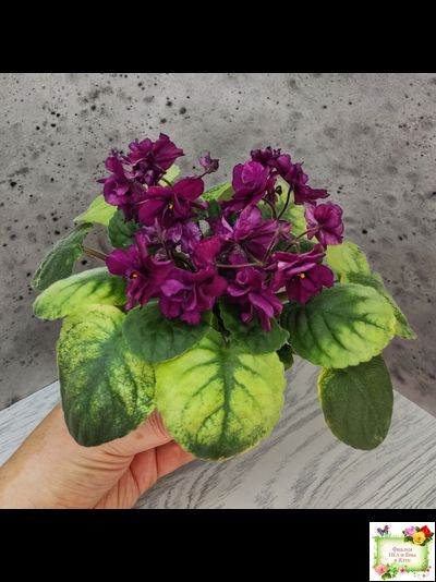 СВ-Город Солнечногорск (О.Емельянова) 2023 г. трейлер