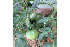 сорт Ювель, 1-я кисть, 16 июля