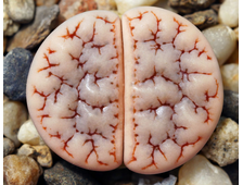 Lithops gracilidelineata С 367 - 5  семян