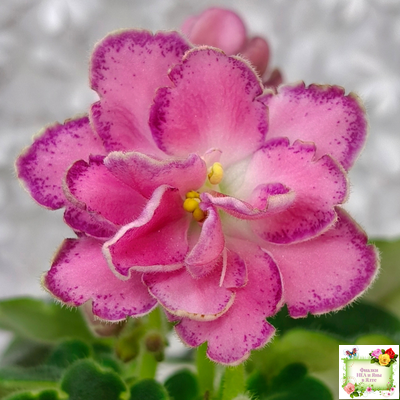 АВ-Фаберже (Фиалковод) 2022 г.