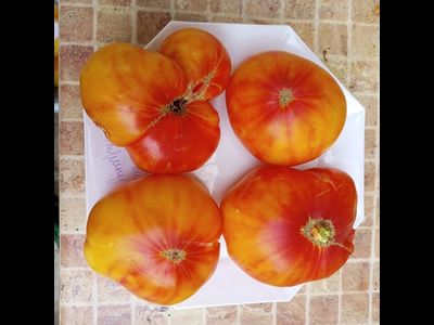 Томат Минни Пинн Страйп (Minnie's Pinn stripe)