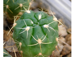 Gymnocalycium multiflorum (sensu Till, HT-2603) GN-4538 (D=15-20mm)
