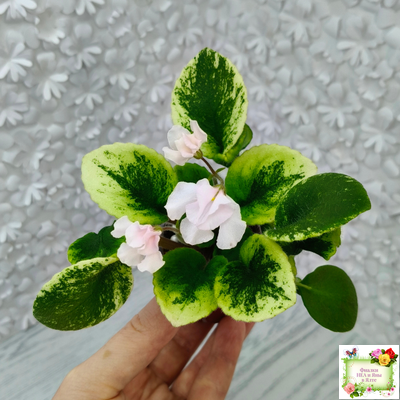 LV-18 сеянец (Л. Шевелёва) (стартер)