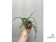 25/07/2025  Dischidia Million Hearts Variegated